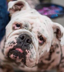 Angelina Jolie (Now Schnitzel)