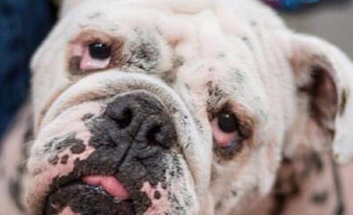 Angelina Jolie (Now Schnitzel)