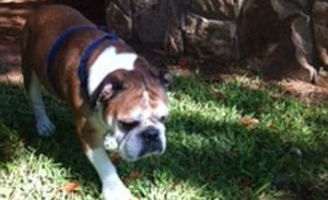 Winston