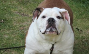 LuLu