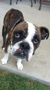 Charlee