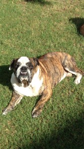 Sarge