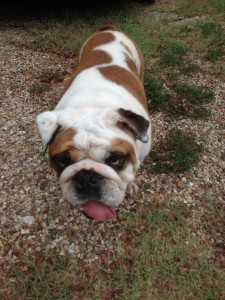 Dexter