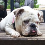 Gertie