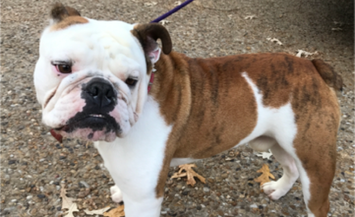 Napoli (formerly Napoleon)