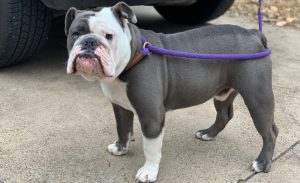 Bambino