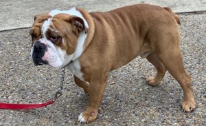 Rocco Bob