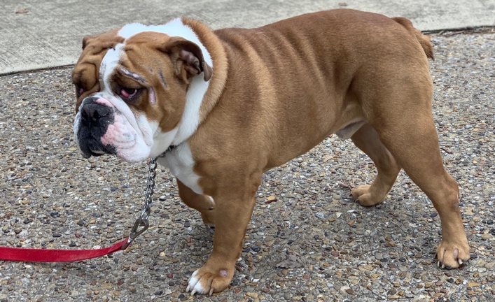 Rocco Bob
