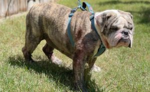 Sumo Joe  (now Stetson)