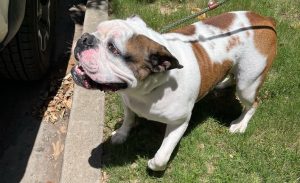 David Banner (now Dallas)