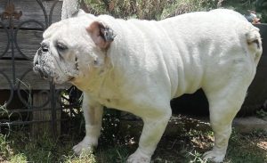 Walter