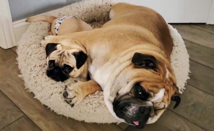 Harry Winston  (now Meatloaf)