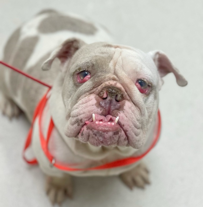 Gracie Rose Rae Lone Star Bulldog Club Rescue