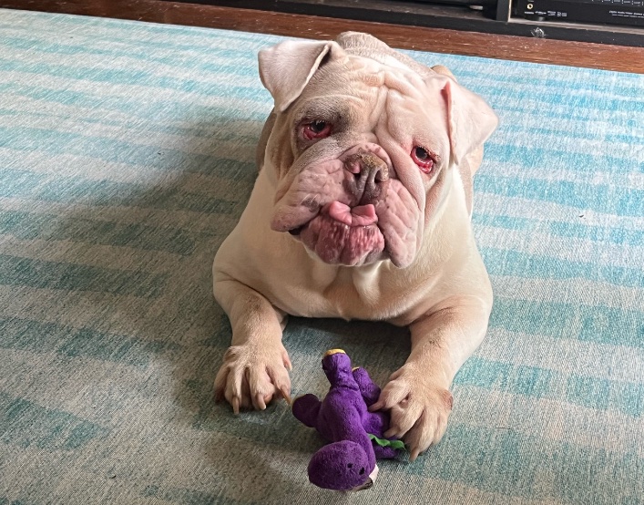 Gracie Rose Rae Lone Star Bulldog Club Rescue