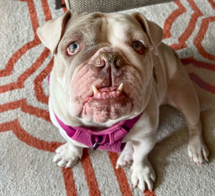 Gracie Rose Rae Lone Star Bulldog Club Rescue