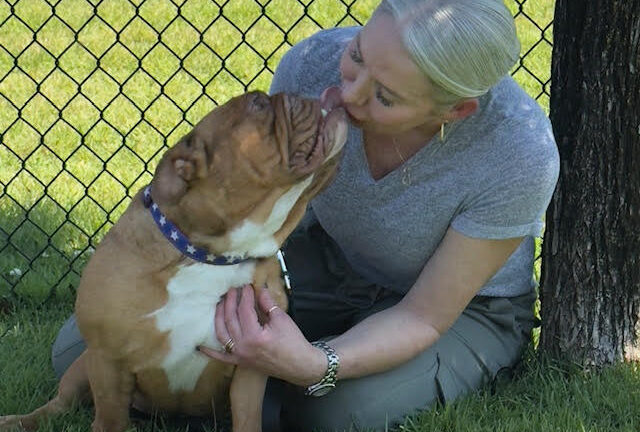 Red Rover (now Guinness)