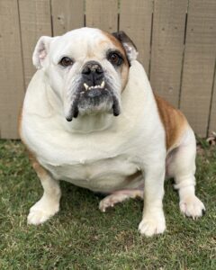 Chubbz
