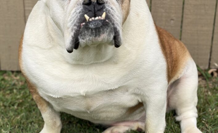 Chubbz