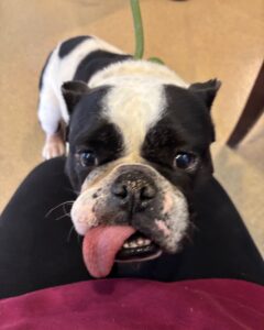 Miss Scarlett O’Hara