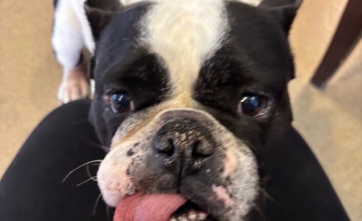 Miss Scarlett O’Hara