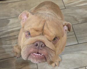 Chewbarka
