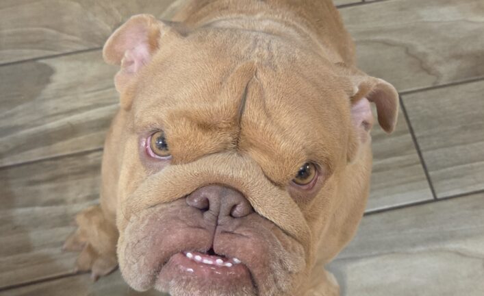 Chewbarka